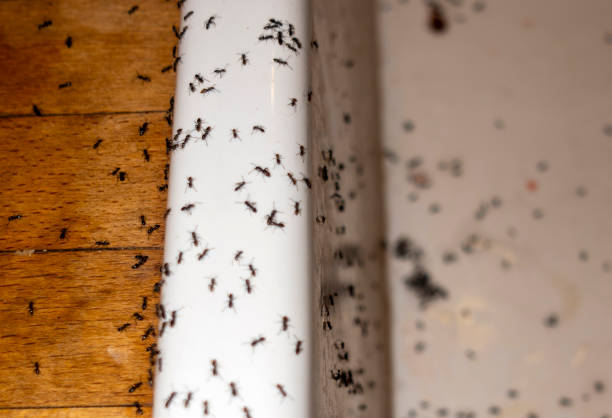 Best Wasp Removal Services  in Mount Ora, OH