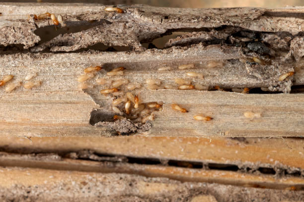 Best Exterminator Services  in Mount Ora, OH