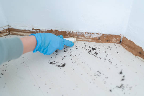 Best Affordable Pest Control Services  in Mount Ora, OH